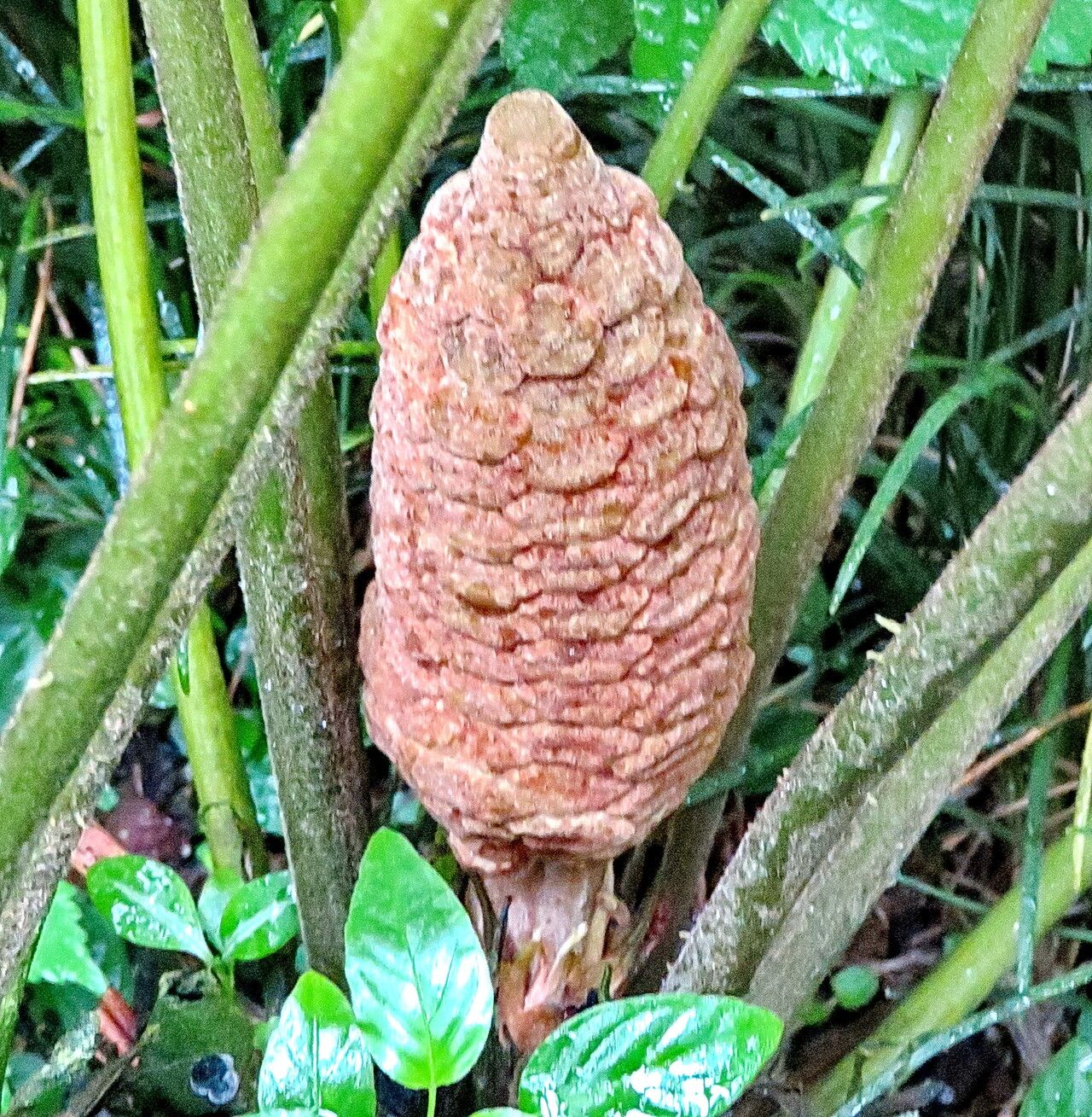 Zamia loddigesii flower