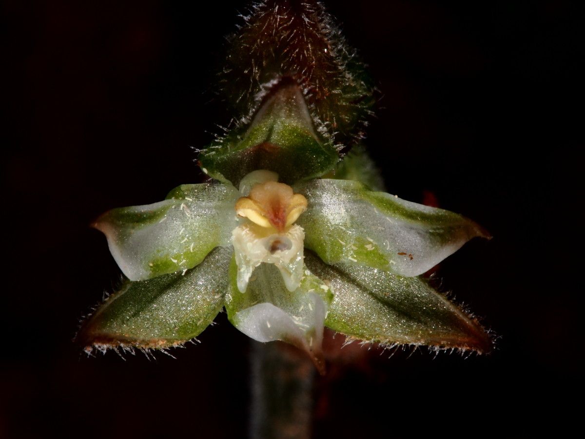 Anoectochilus subregularis fruit