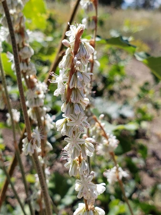 Eriogonum racemosum flower
