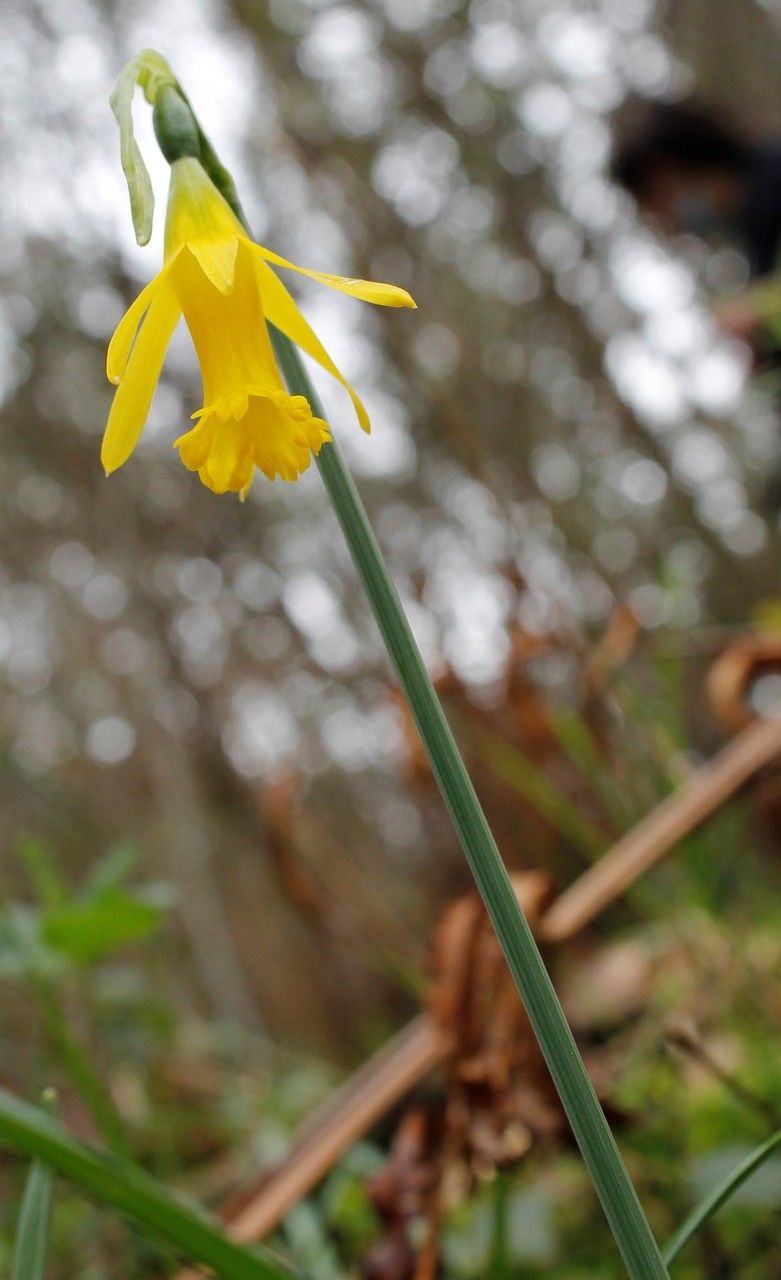 Narcissus asturiensis