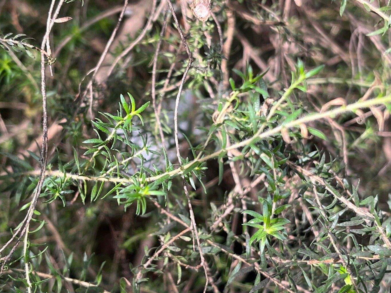 Melaleuca squarrosa — houseplant care guide