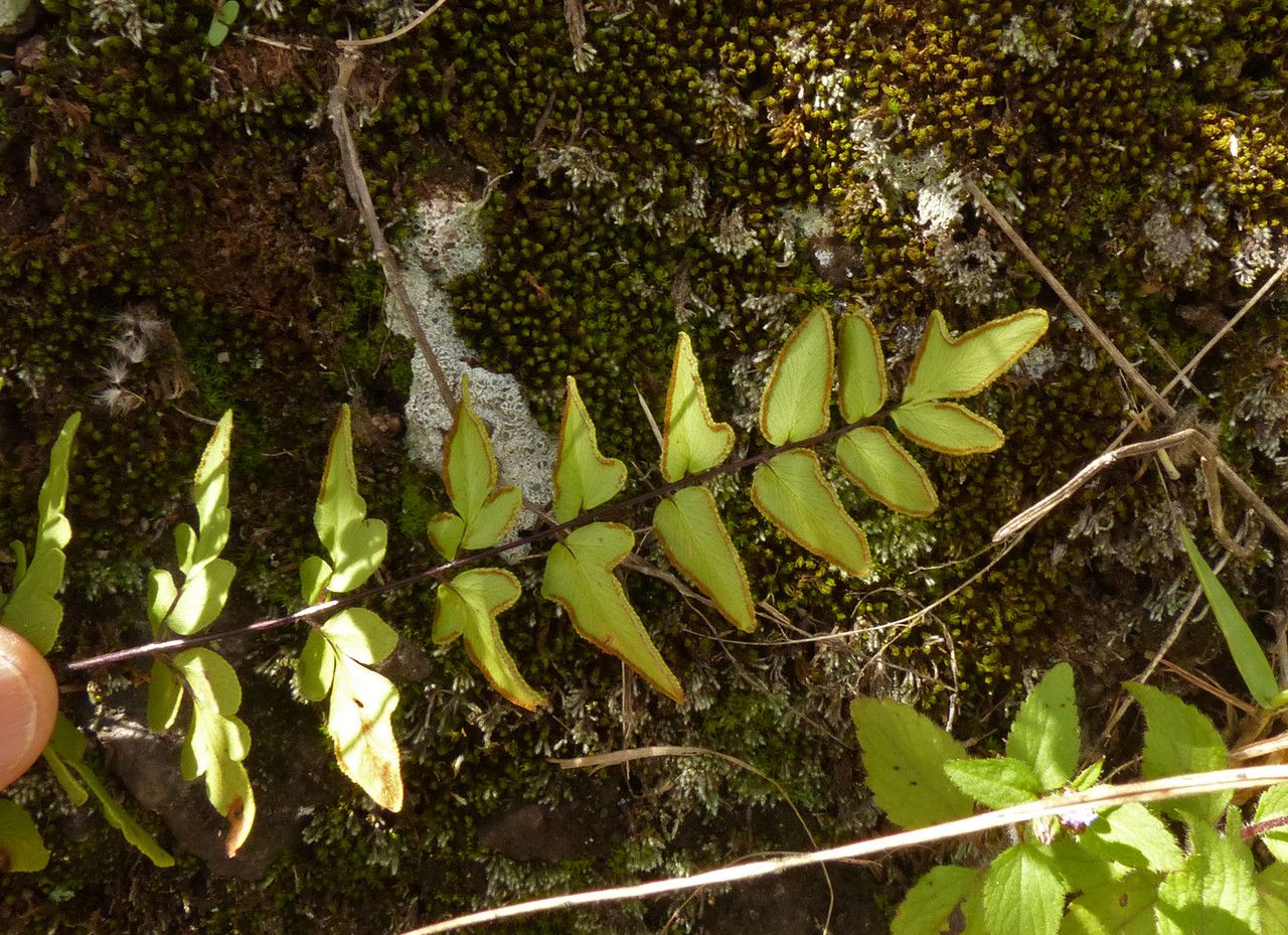 Pellaea viridis fruit