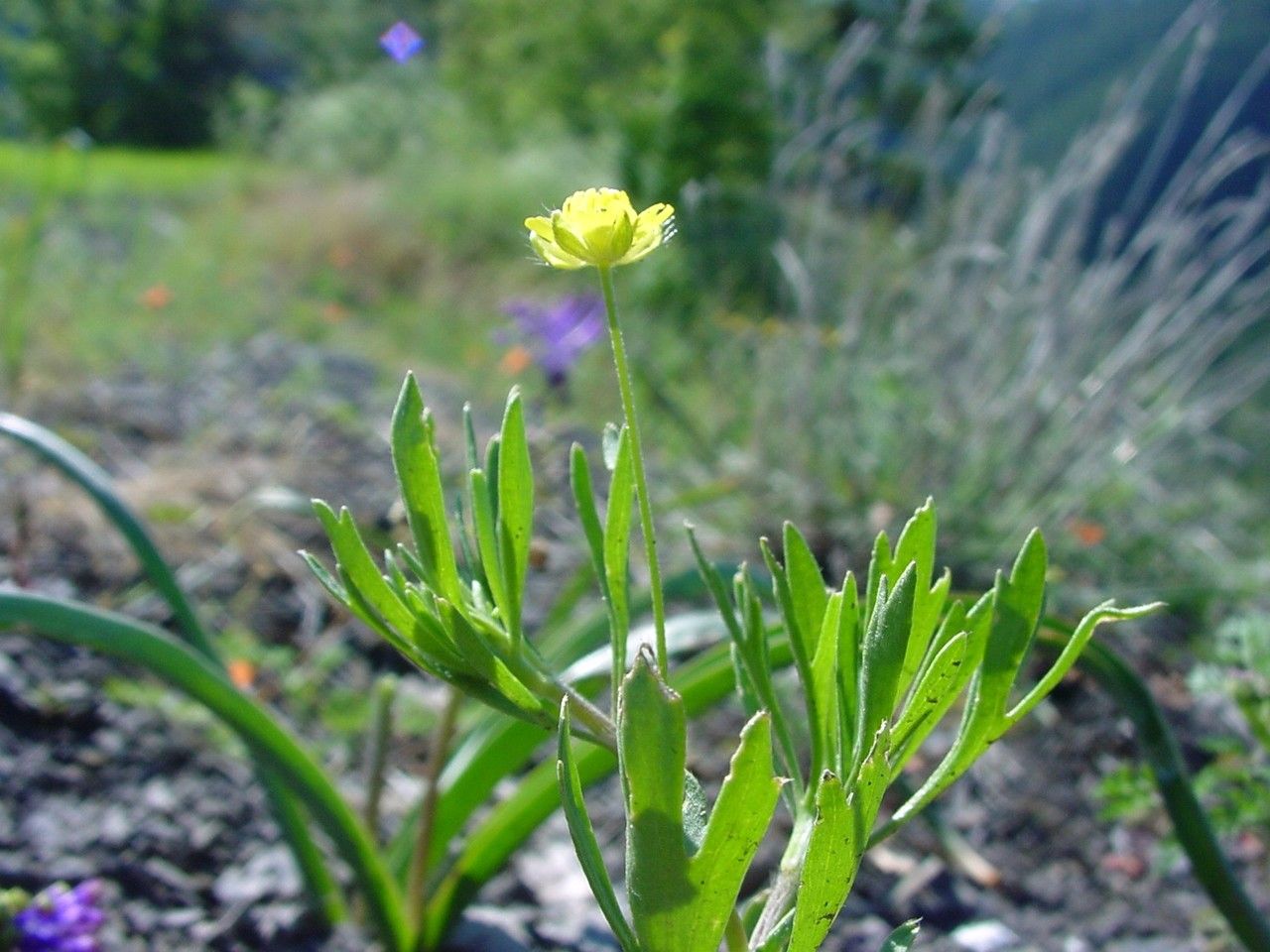 Achillea falcata habit