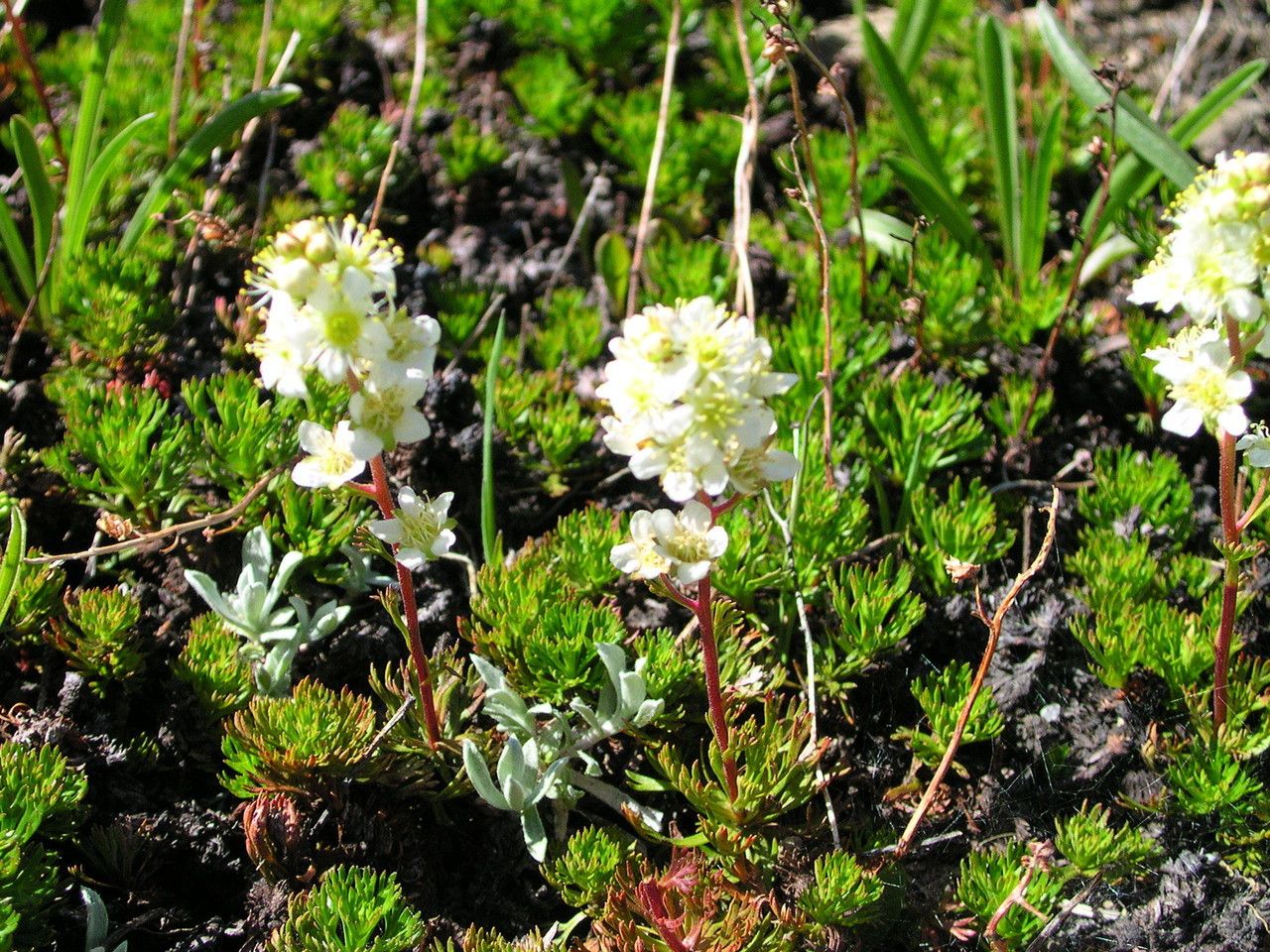 Luetkea pectinata habit