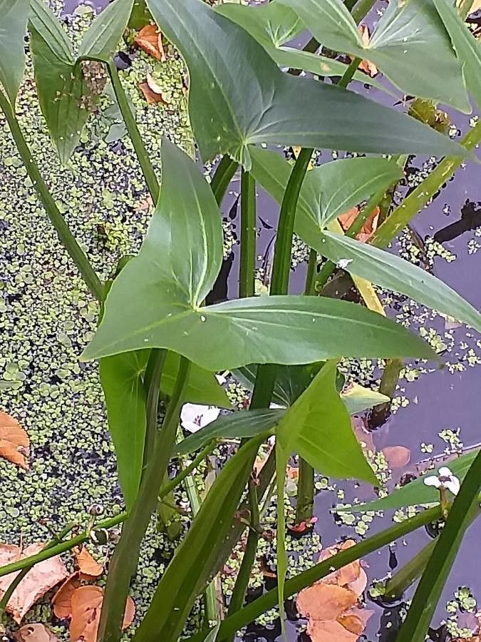 Sagittaria sagittifolia flower