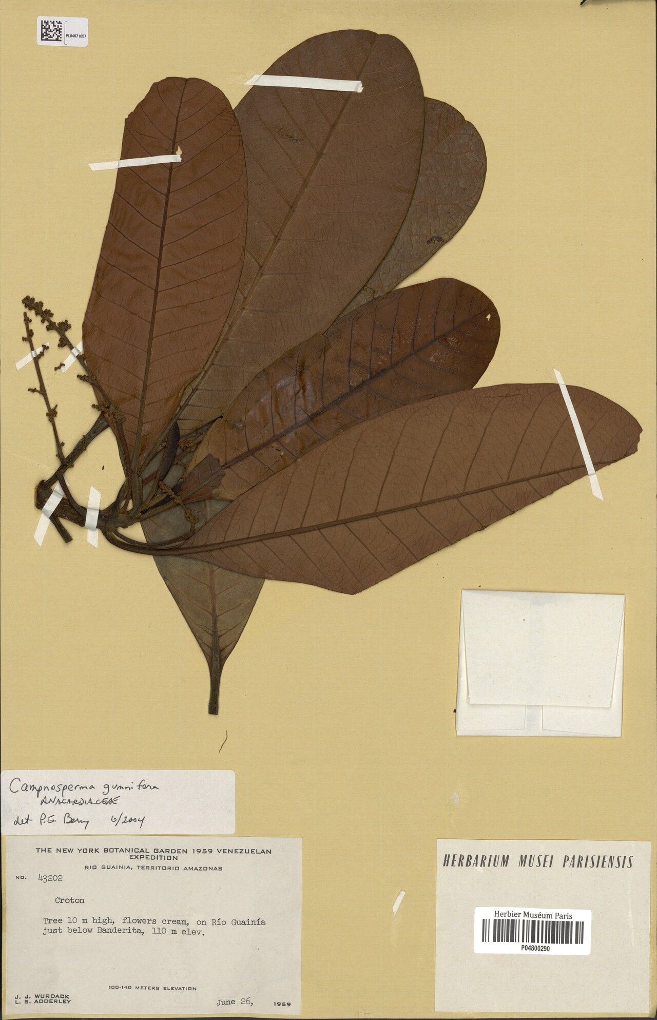 Campnosperma gummifera leaf