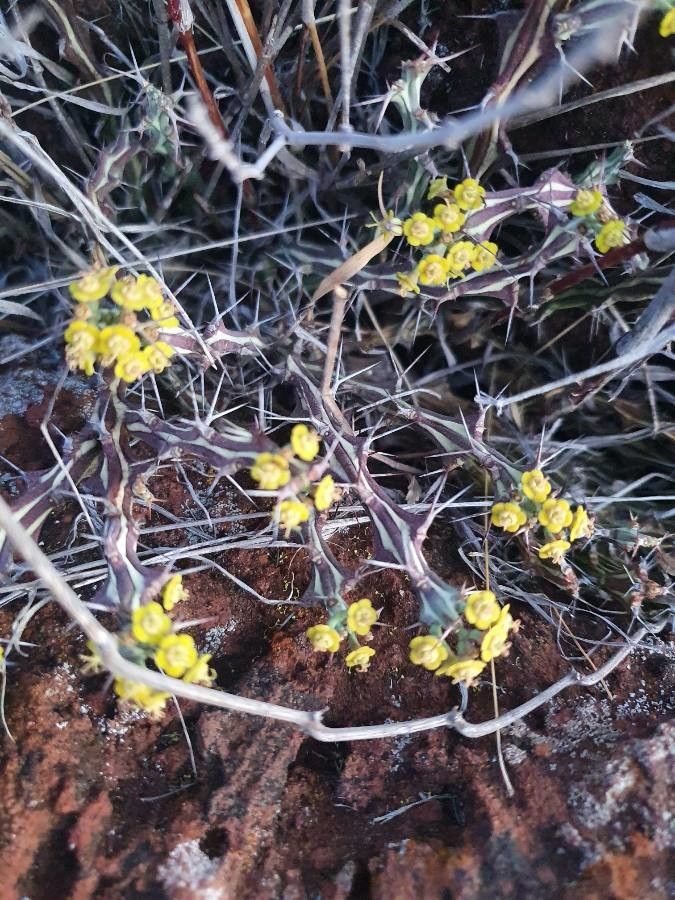 Euphorbia septentrionalis flower