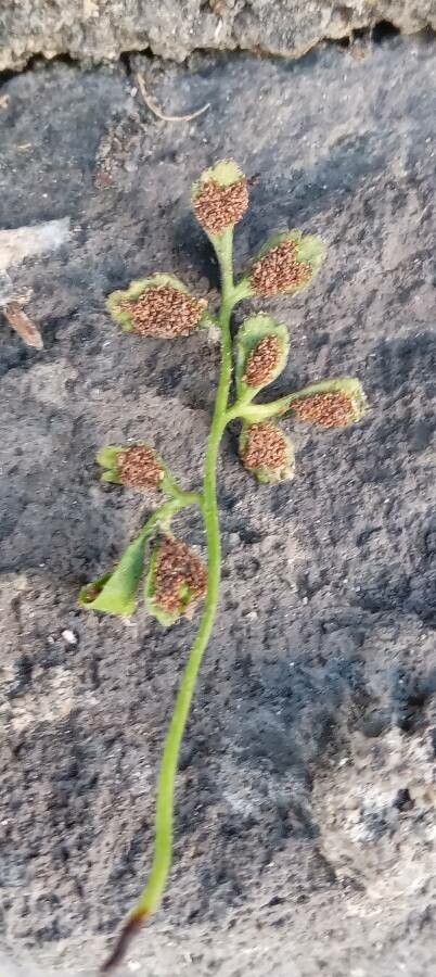Asplenium ruta-muraria flower