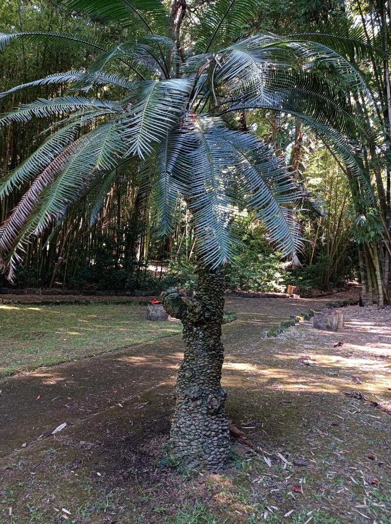 Lepidozamia peroffskyana habit