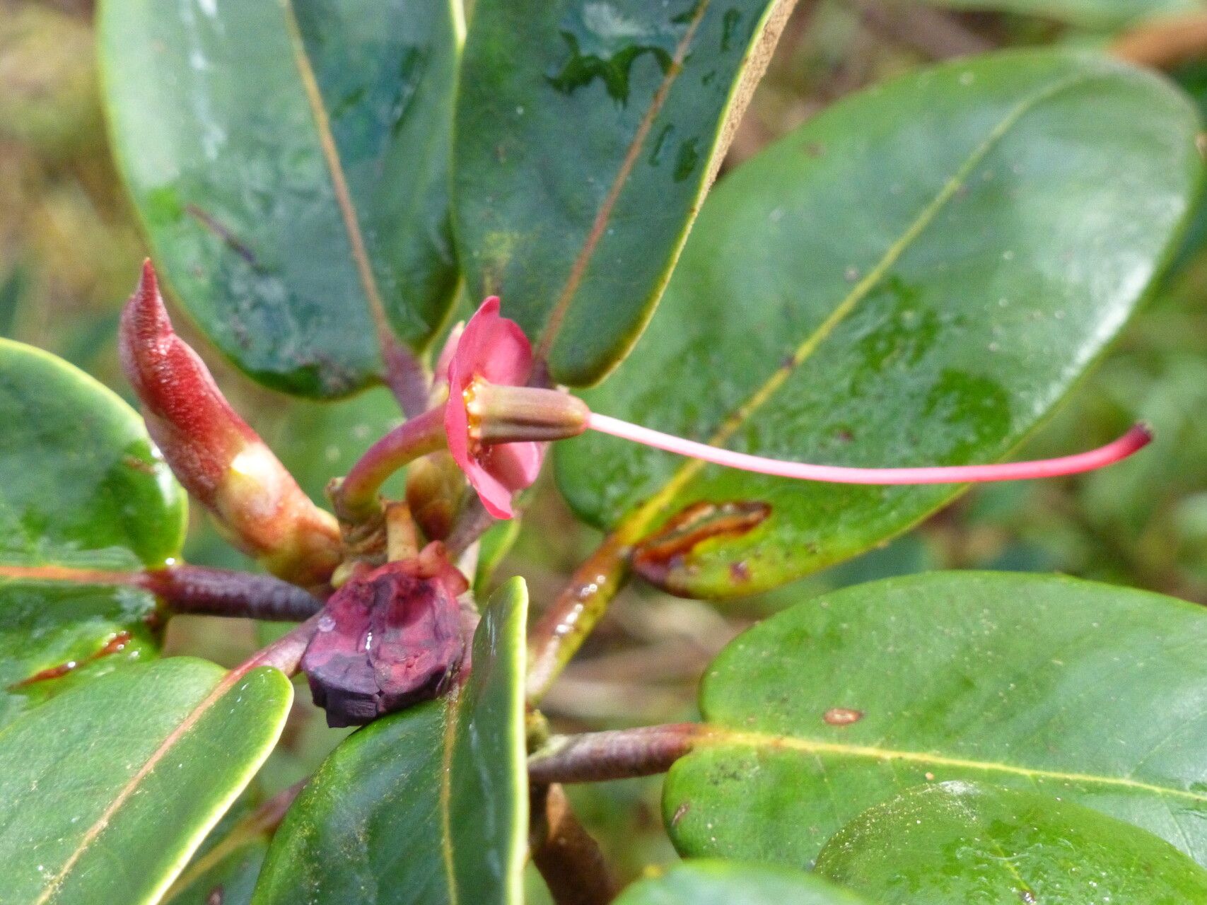 Rhododendron sherriffii — houseplant care guide