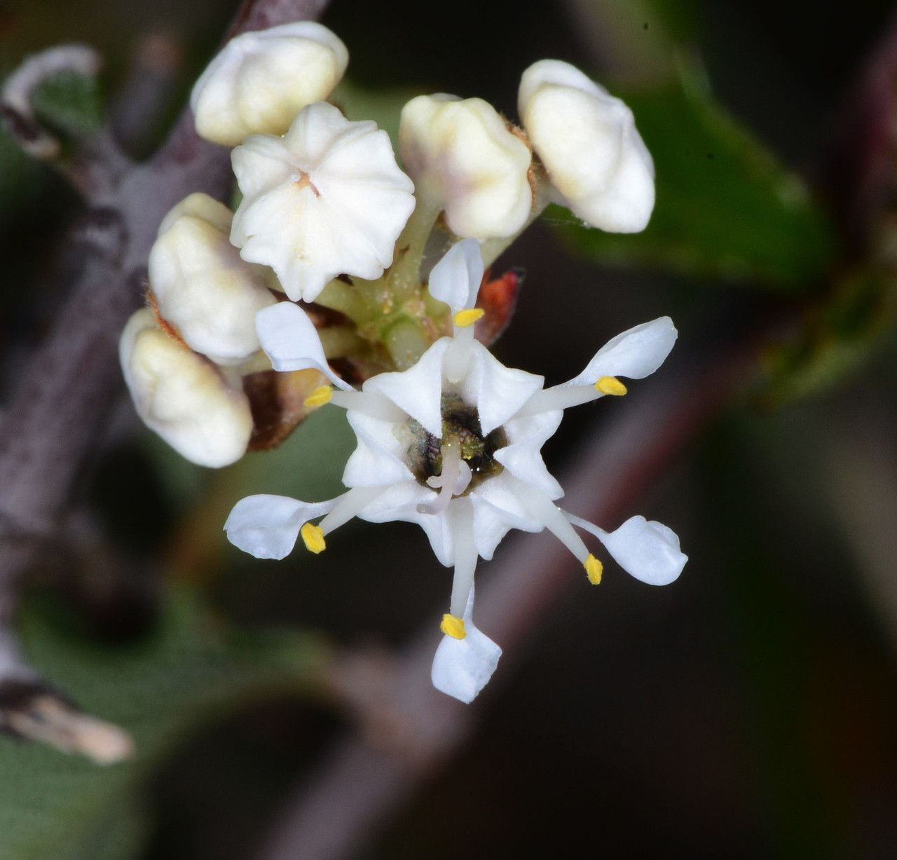 Ceanothus jepsonii flower