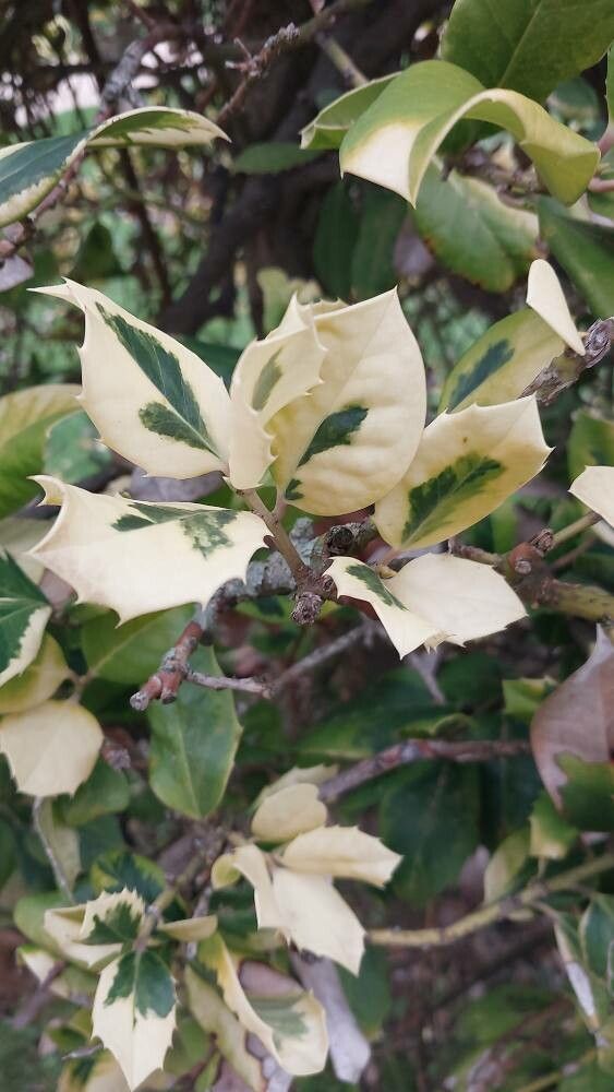 Ilex × altaclerensis — search result for 'Ilex'