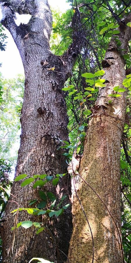 Strophanthus hispidus — search result for 'Angola'