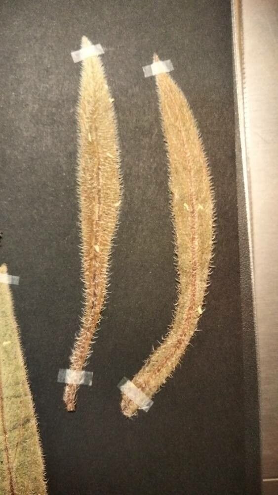 Anchusa leptophylla — search result for 'Anchusa'