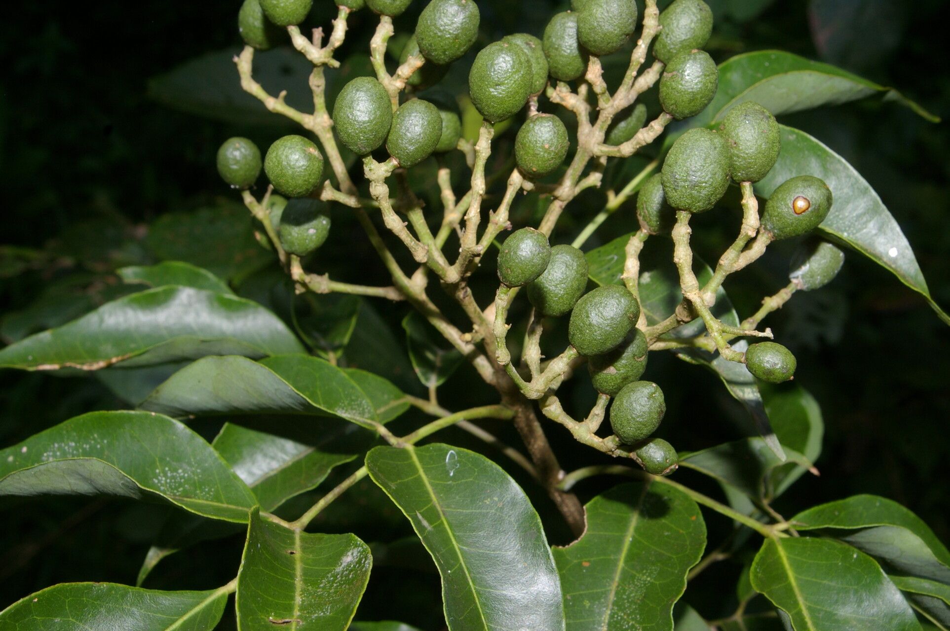 Amyris pinnata fruit