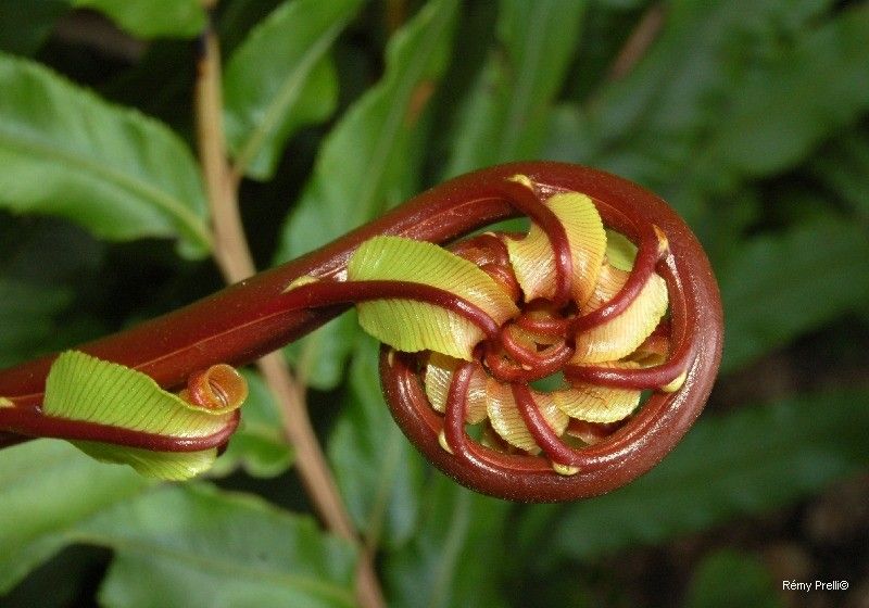 Blechnum confusum flower