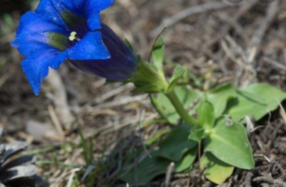 Gentiana ligustica — houseplant care guide