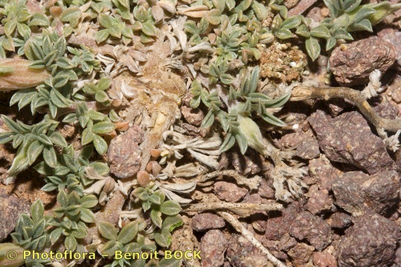 Leobordea tapetiformis other