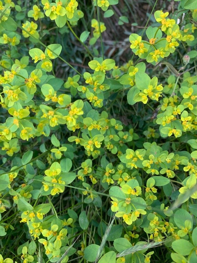 Euphorbia angulata — houseplant care guide