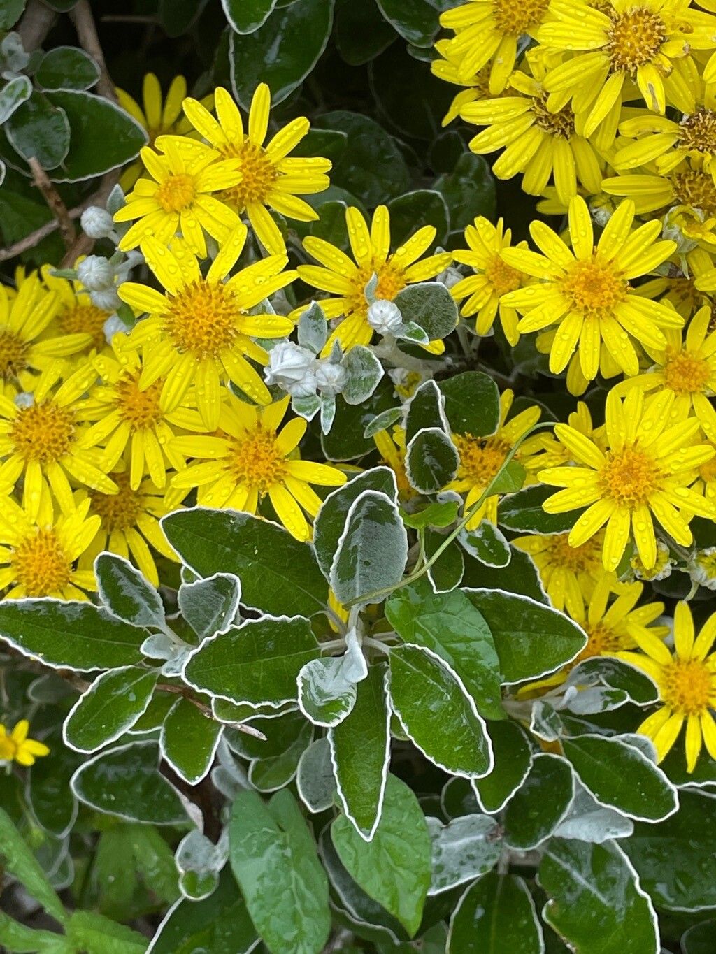 Brachyglottis greyi leaf