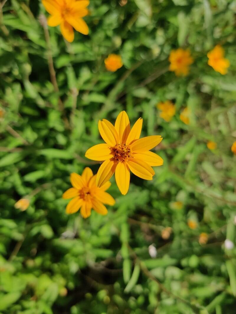 Wedelia acapulcensis — houseplant care guide