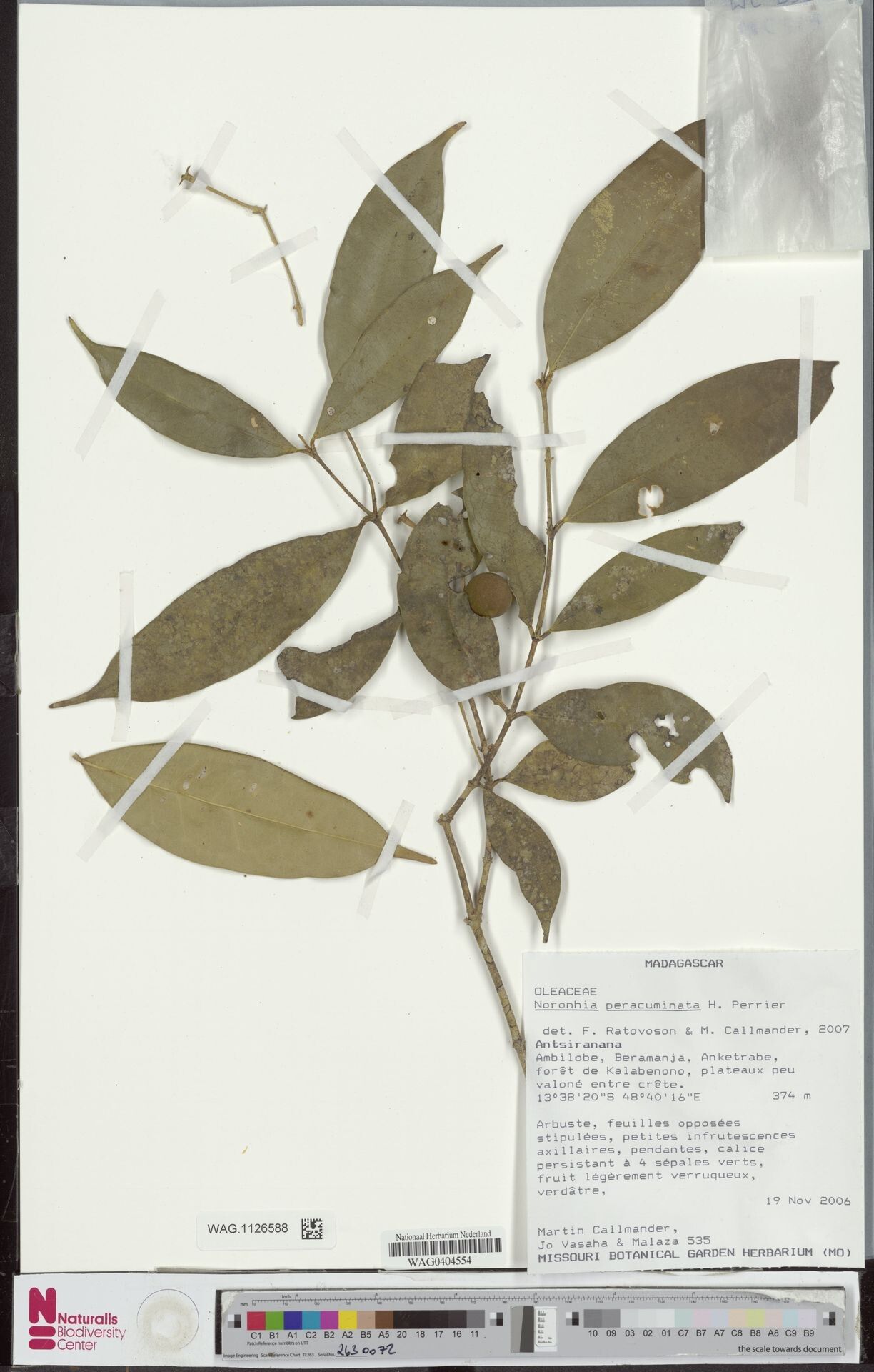 Noronhia peracuminata — houseplant care guide