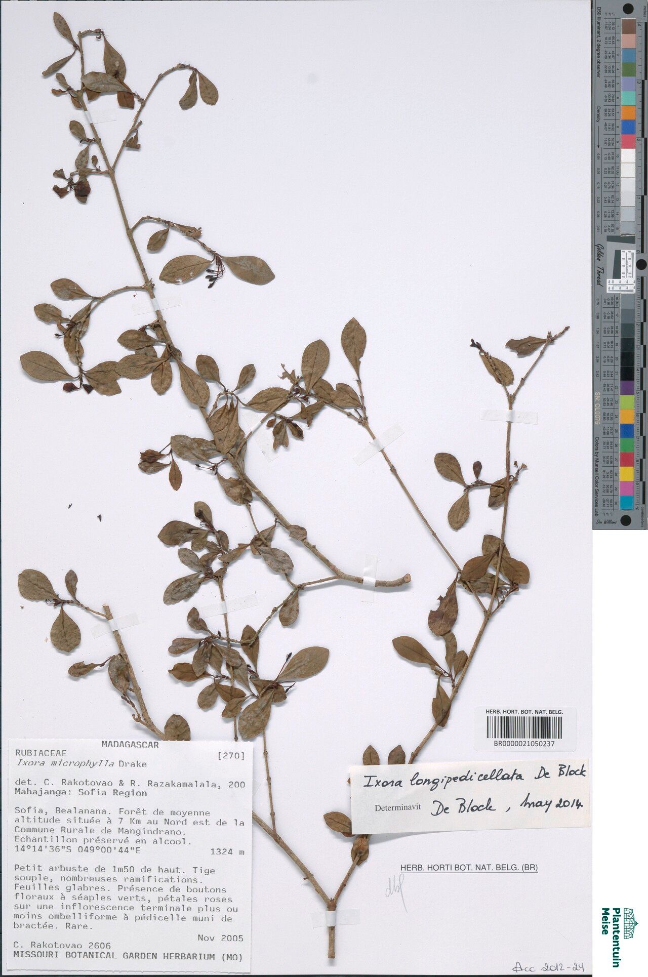 Ixora longipedicellata — search result for 'Ixora'