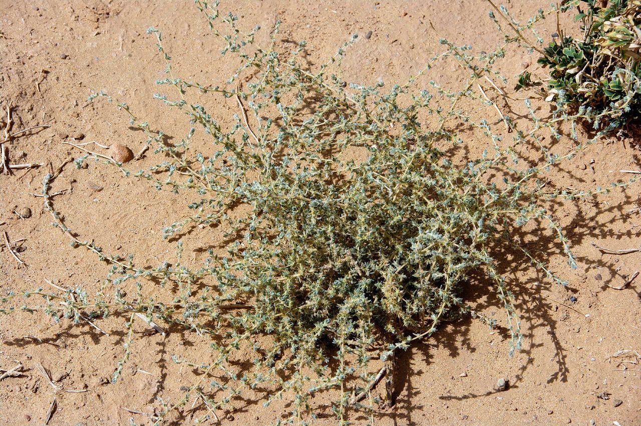 Bassia muricata habit