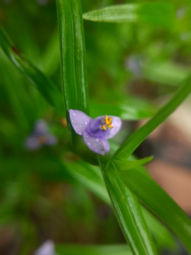 Murdannia versicolor flower