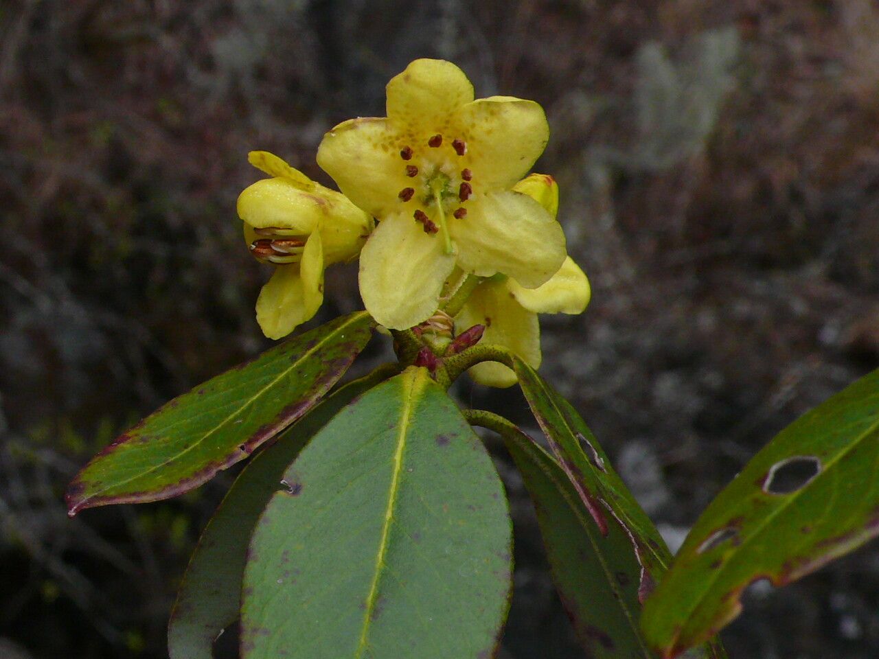 Rhododendron sulfureum flower