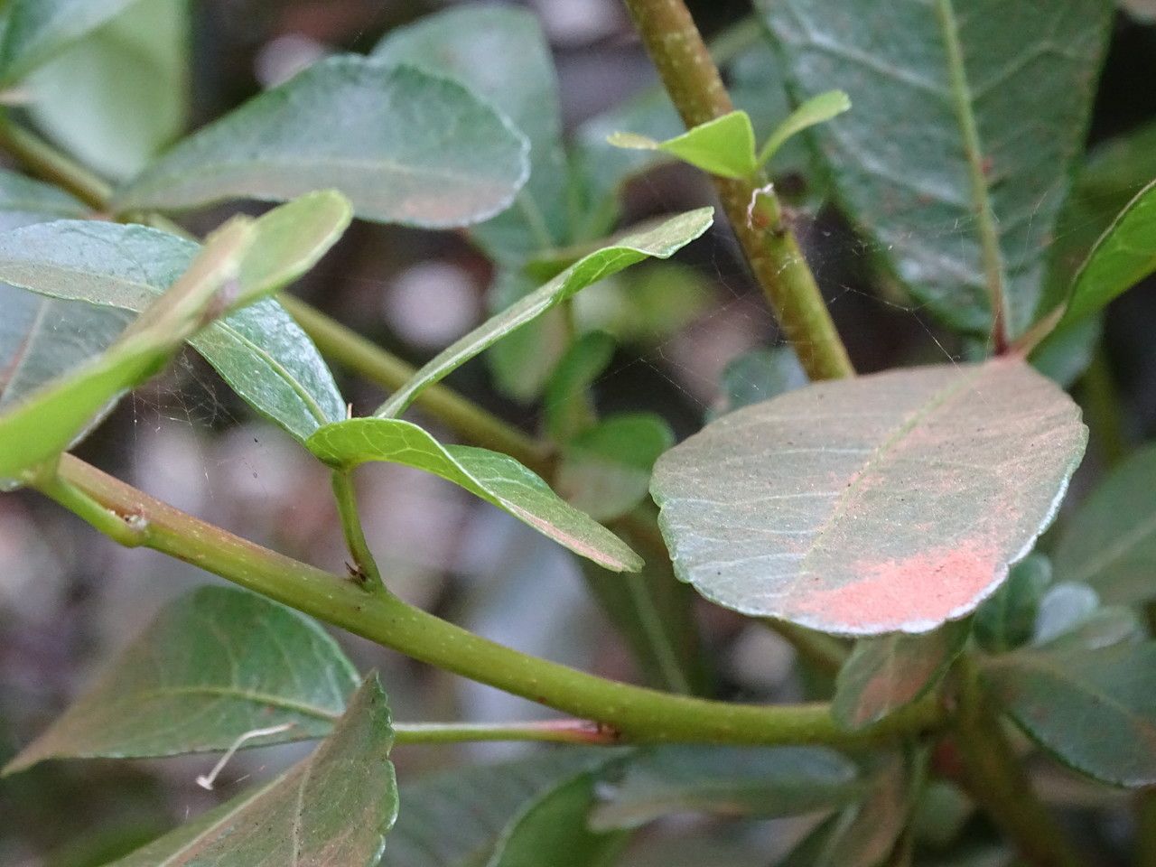 Searsia natalensis leaf