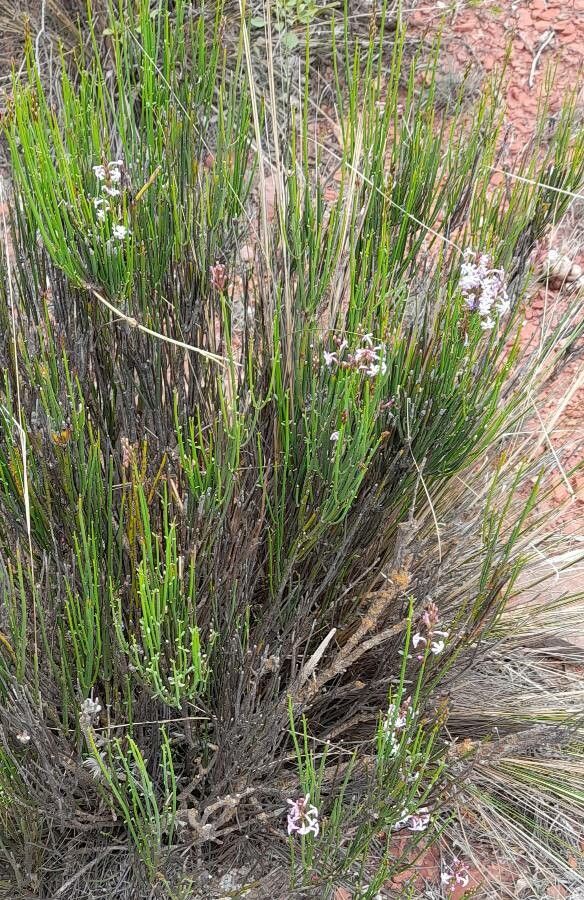 Mulguraea scoparia habit