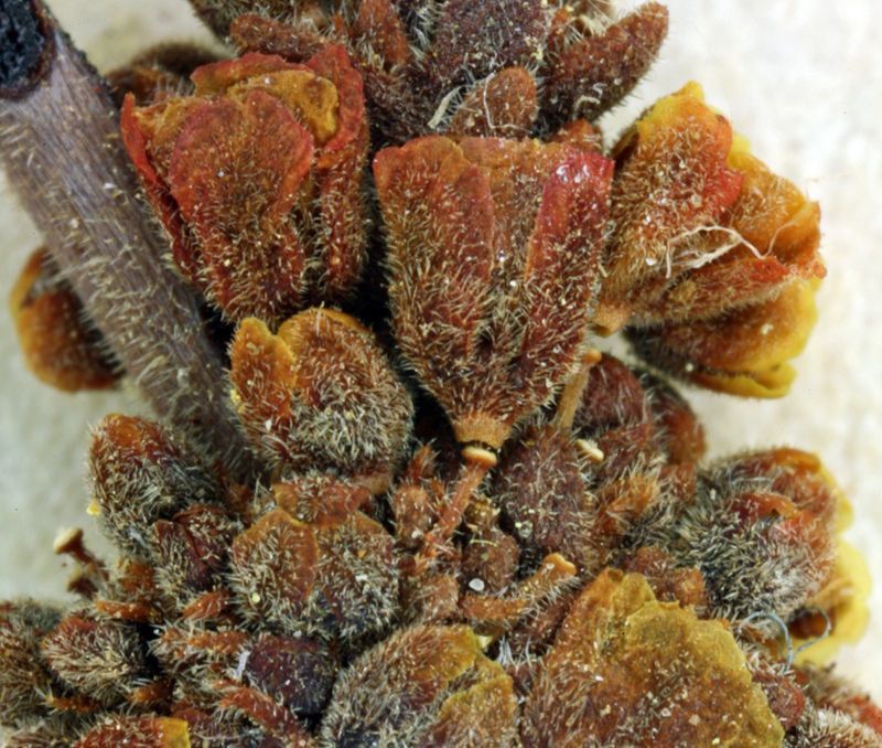 Eriogonum intrafractum habit