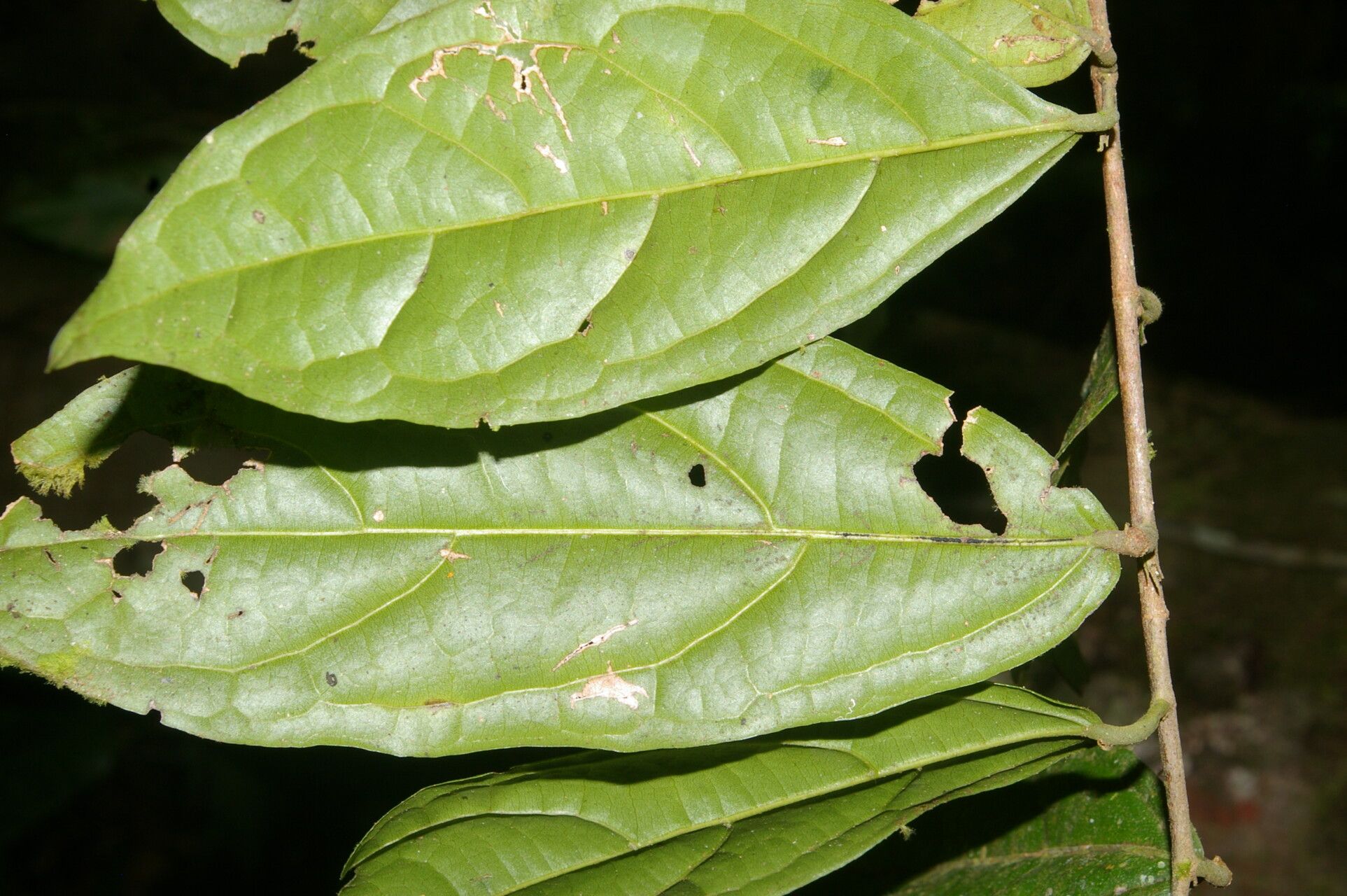 Quararibea yunckeri leaf