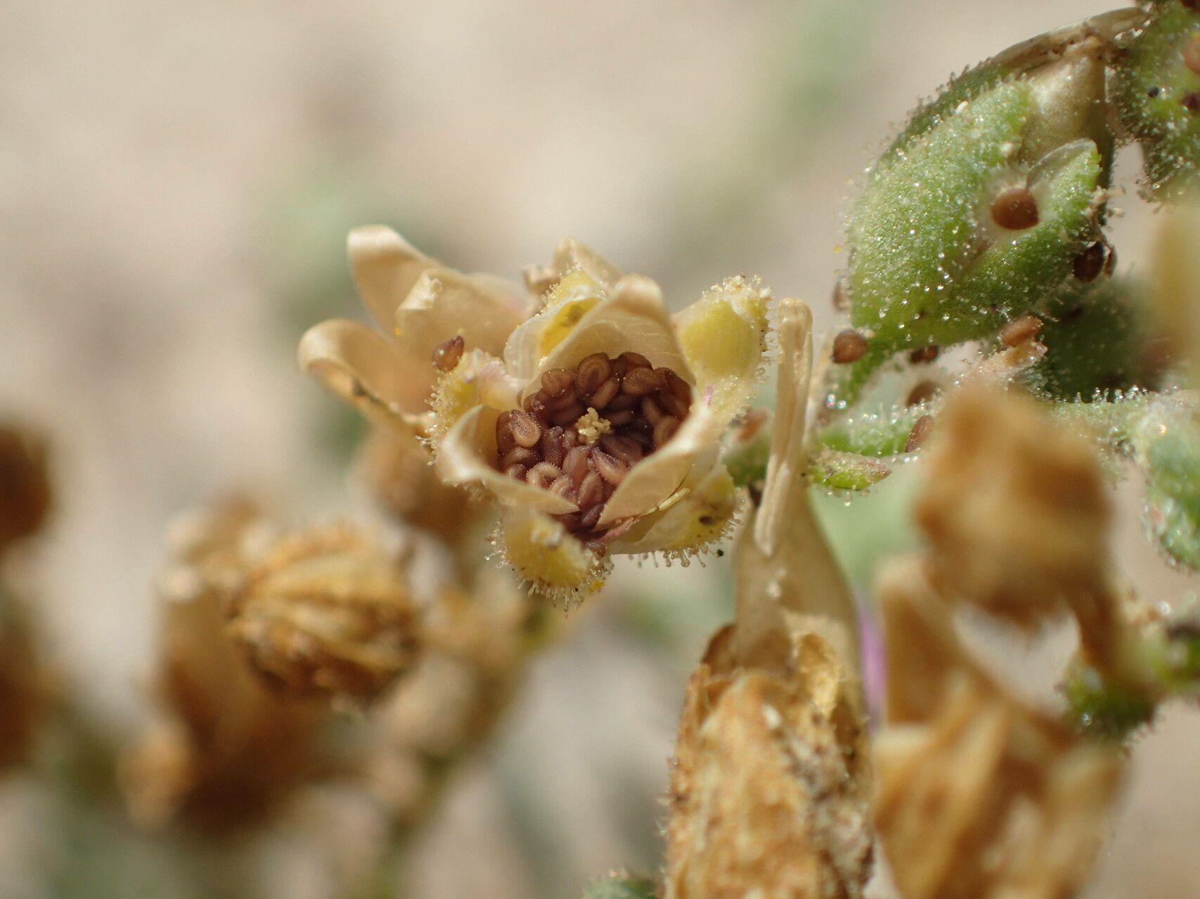 Spergularia bocconei fruit