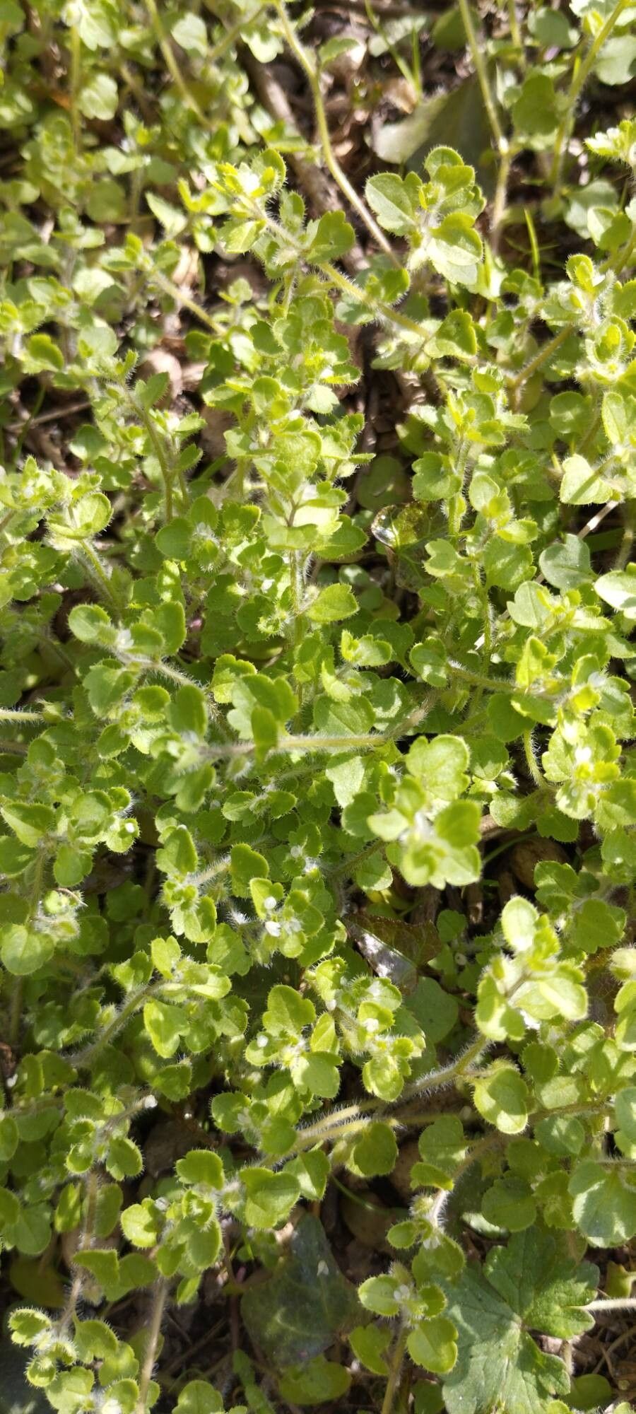 Veronica stewartii habit