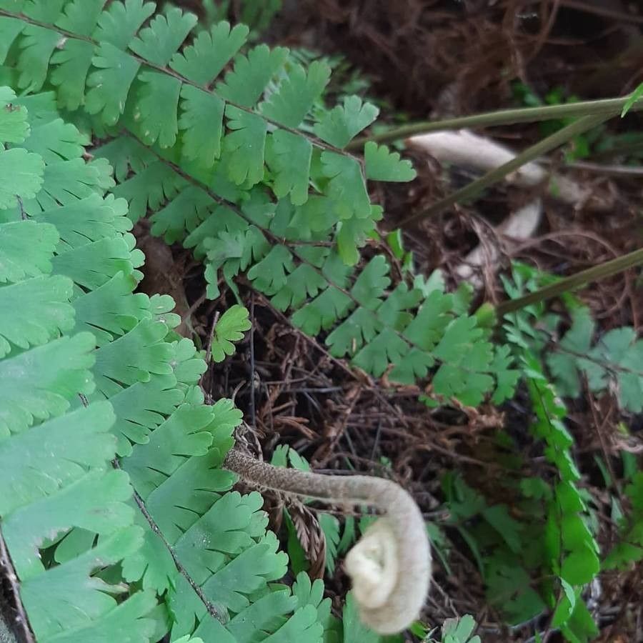 Adiantum aethiopicum habit