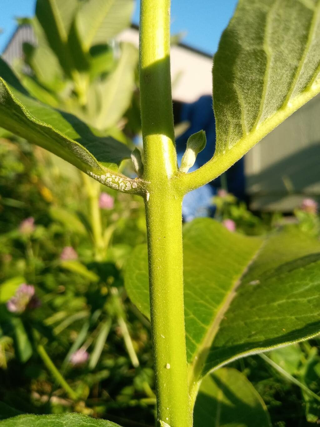 Asclepias sullivantii bark