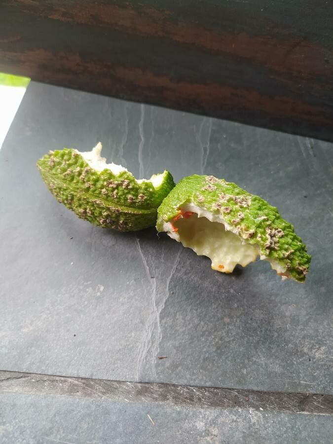 Tabernaemontana laeta fruit