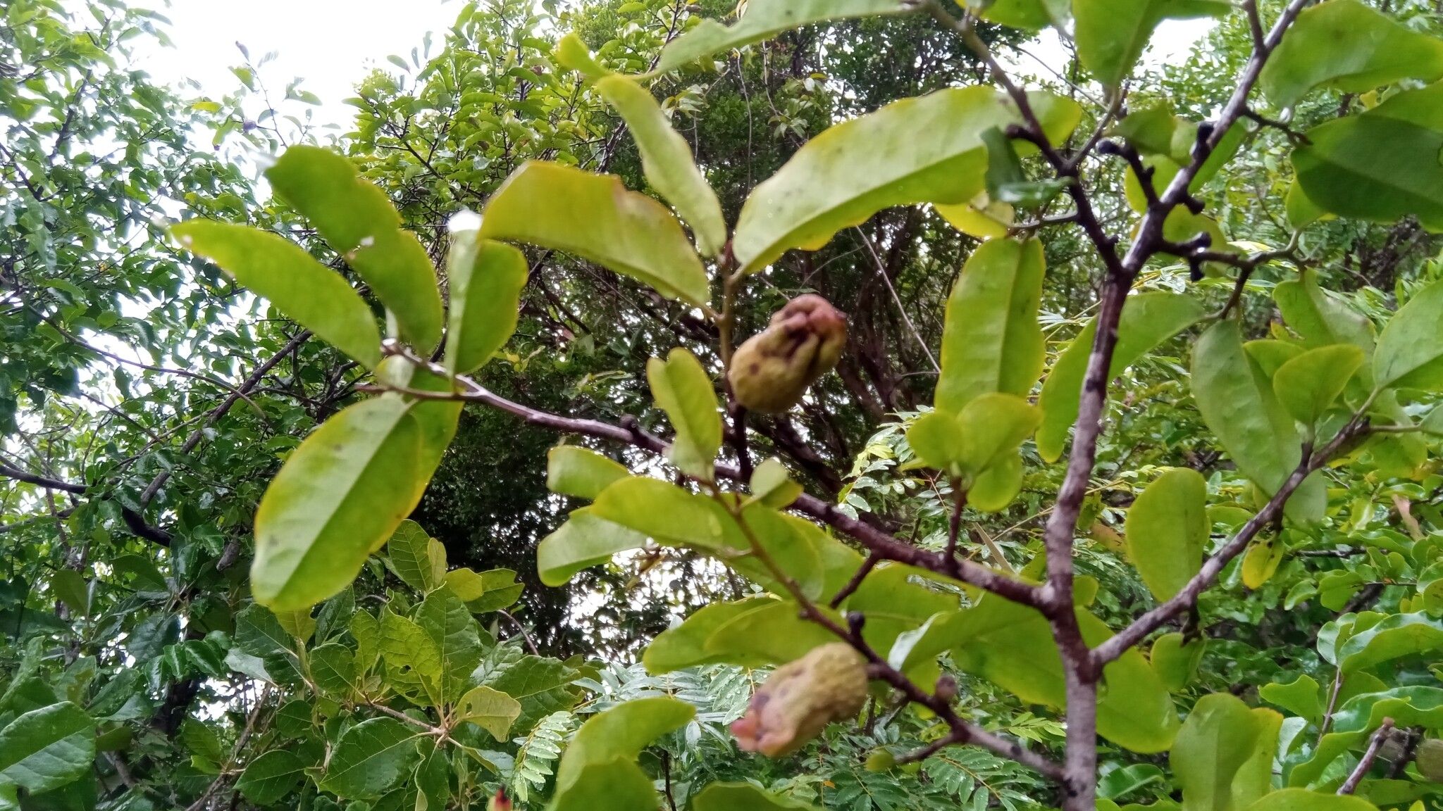 Diospyros bernieriana fruit