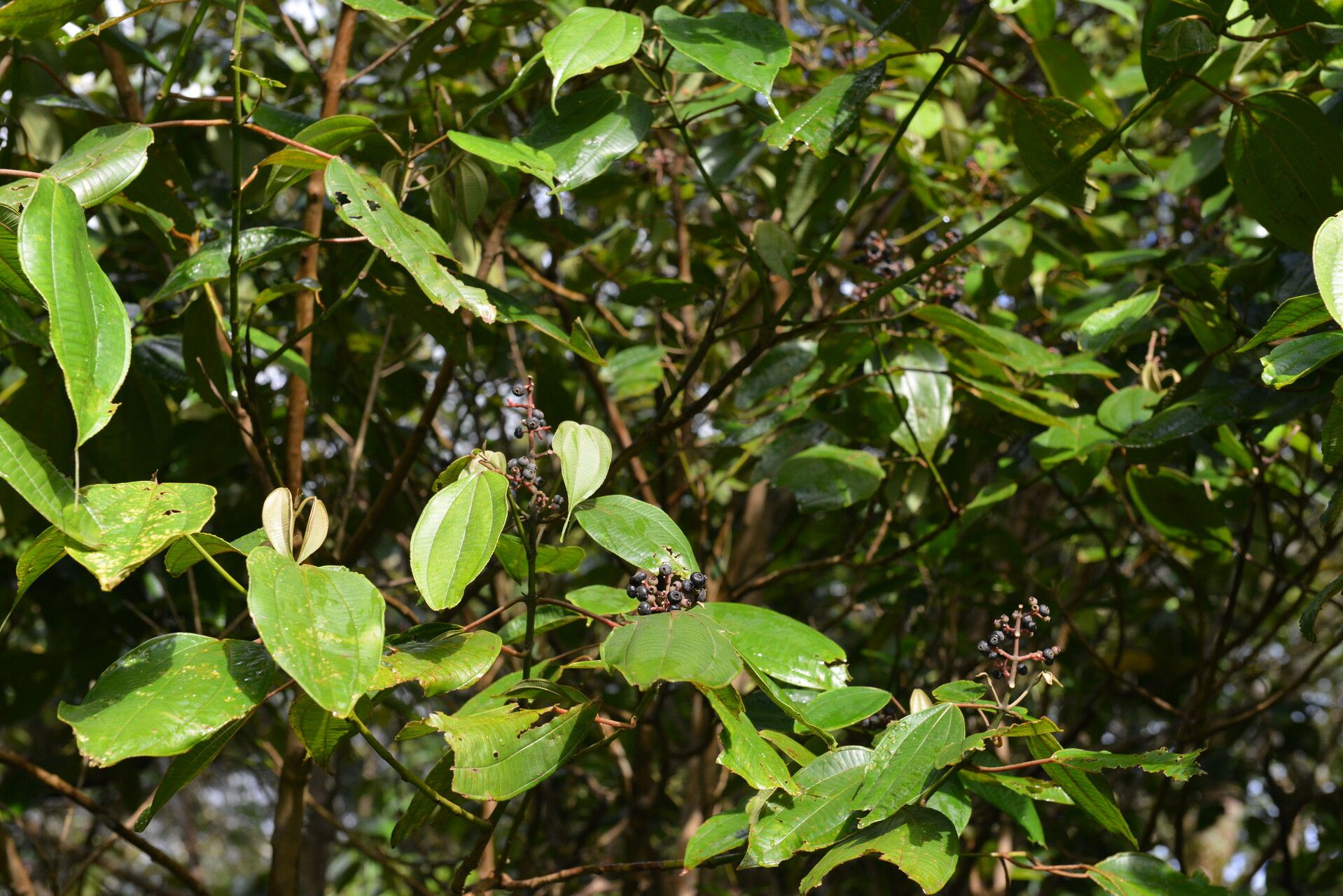 Miconia donaeana habit