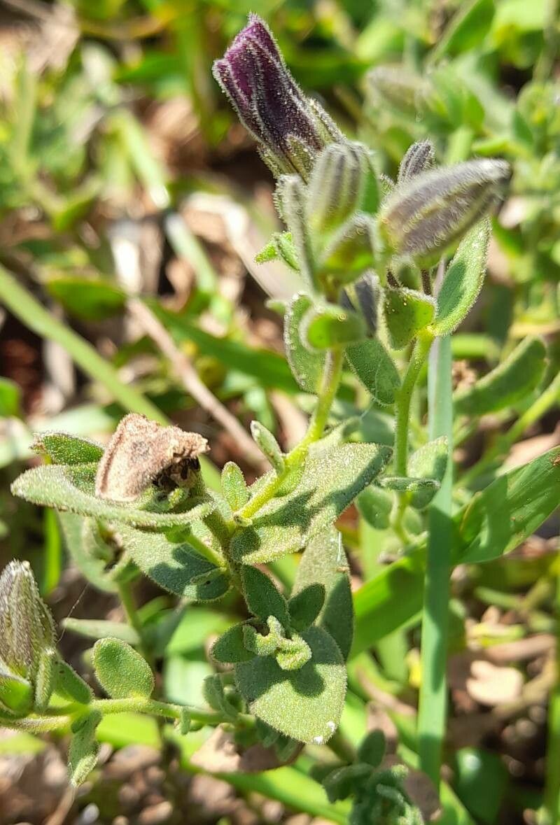 Calibrachoa linoides