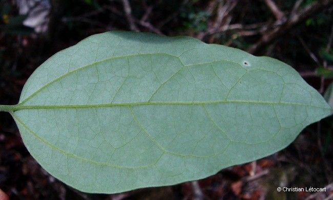 Celtis hypoleuca leaf