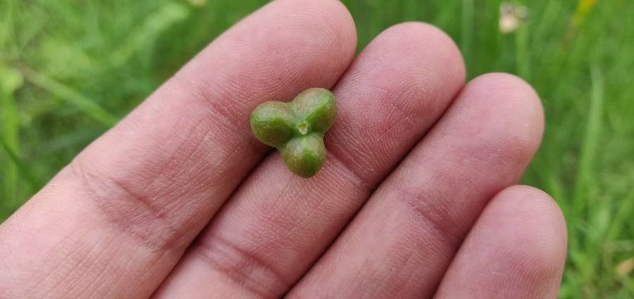 Zephyranthes citrina fruit