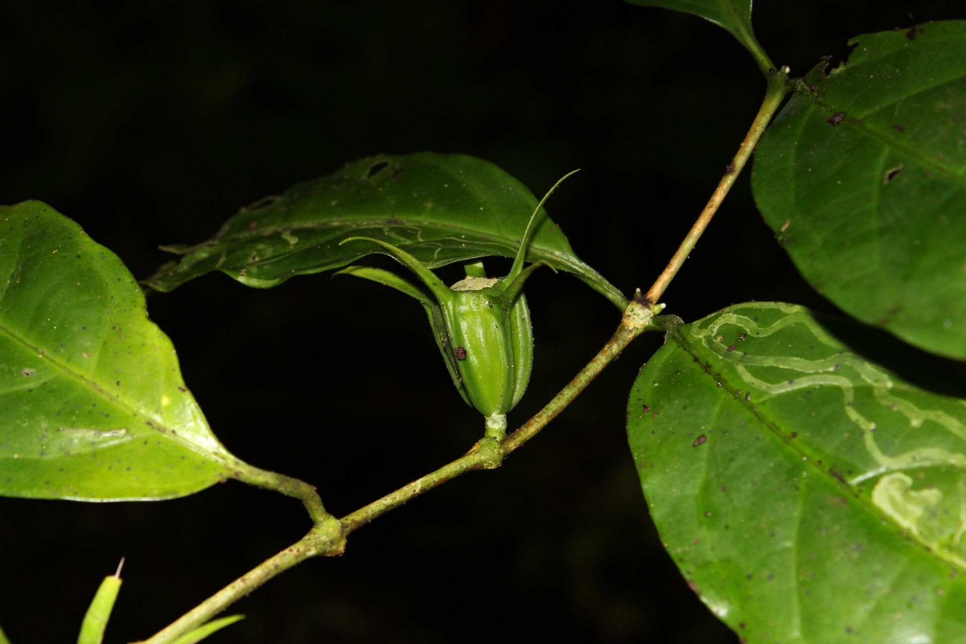 Coffea mannii fruit