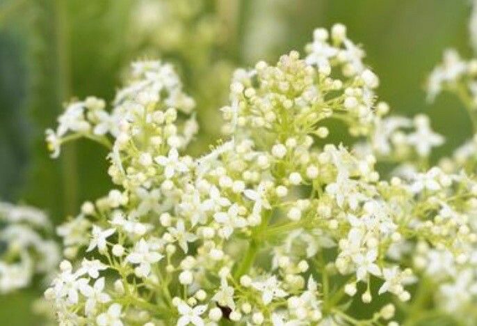 Galium rubioides flower