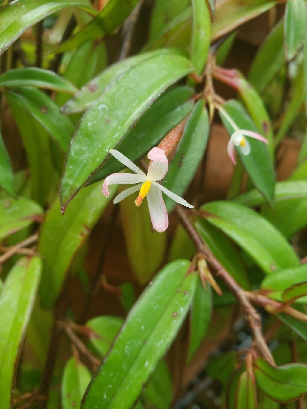 Begonia polygonoides flower