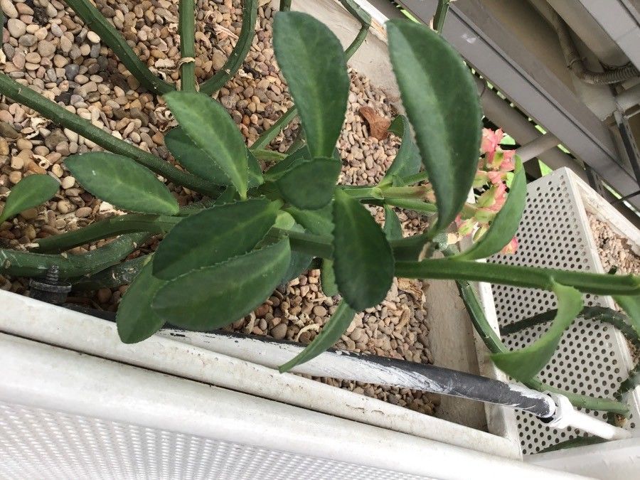 Euphorbia neococcinea habit