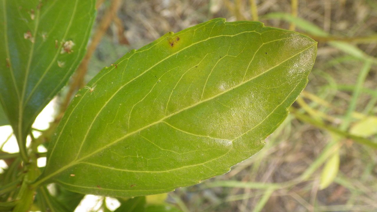 Psiadia arguta other