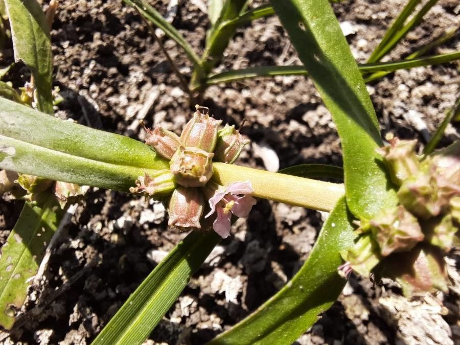 Ammannia latifolia fruit
